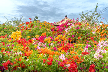 Blooming bougainvillea pots of farmers preparing for the Lunar New Year in Sa Dec city, Dong Thap province, Vietnam