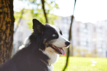 Siberian laika in autumn park. Dog on nature walk