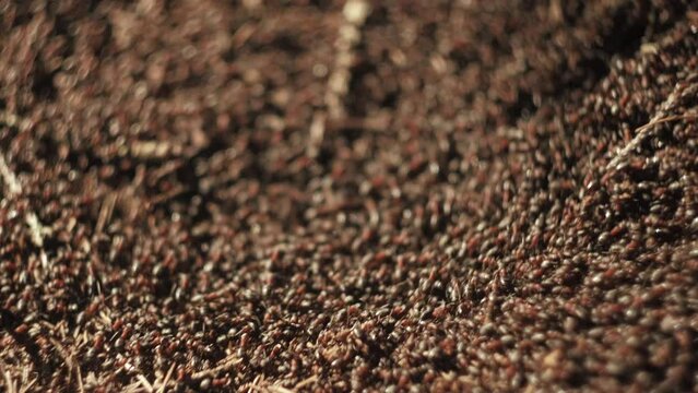 Selective focus of work and life of forest ants in an anthill at spring or summer day. Anthill is teeming with ants. Animal insect wildlife and nature concept
