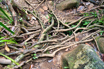 Copolia trail roots withing the foothpath of the trail, Mahe Seychelles