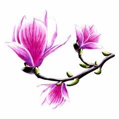 Drawing of magnolia flowers on branch. JPEG illustration for stickers, creating patterns, wallpaper, wrapping paper,  
postcards, design template, fabric, clothing, cross-stitch, embroidery.