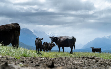 New Zealand Angus cattle on a farm in a green paddock - obrazy, fototapety, plakaty