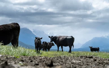 Foto op Plexiglas New Zealand Angus cattle on a farm in a green paddock © Daniel Thomas