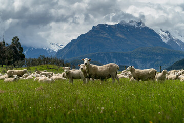 New  Zealand sheep in a green paddock  - obrazy, fototapety, plakaty