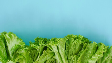 fresh lettuce leaves with copy space isolated on blue background. health background concept - obrazy, fototapety, plakaty