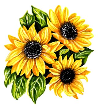 Three sunflowers with leaves. JPEG illustration for stickers, creating patterns, wallpaper, wrapping paper,  
postcards, design template, fabric, clothing, cross-stitch.