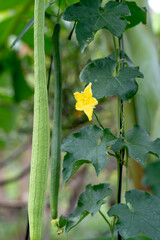 Vegetable garden in the harvest season with the gourds hanging on the rig as the beautiful gourd vase in the garden