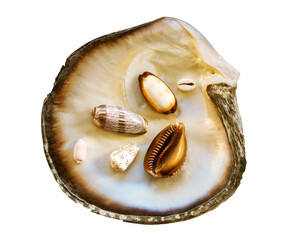 Mother of pearl oyster, with many little sea shellsl, isolated on white background
