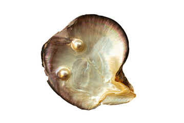 Mother of pearl oyster, with two pearls, isolated on white background