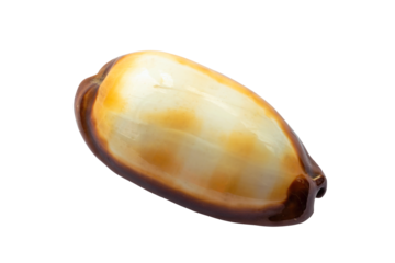 Cypraea talpa shell isolated on white background