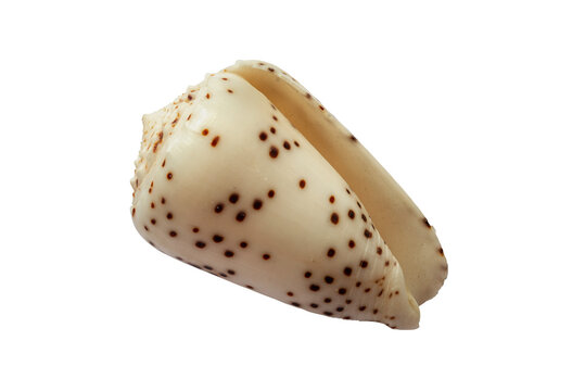 Conus parvatus shell isolated on white background