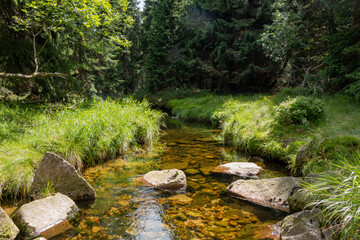 Naklejka na ściany i meble Quiet and clear stream in lush, green forest flowing along a hiking trail in Poland's Karkonosze National Park
