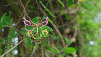 Beautiful Fragile Flower of Etruscan Honeysuckle Outdoor Decorative Plant Lonicera Etruscan