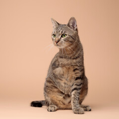 Obraz premium cat, pet, animal, pets, feline, cute, tabby, kitty, fur, handicap