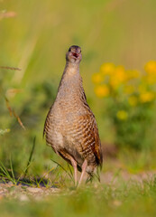 Corn crake - male bird at a meadow in the beginning of the summer