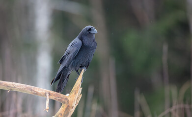 Common Raven - in winter at a wet forest