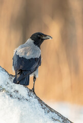 Hooded Crow - at the wet forest in early spring