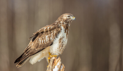 Common Buzzard in early spring at a wet forest