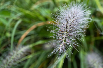 朝露に濡れたチカラシバ（（Pennisetum alopecuroides）の穂をクローズアップ／イネ科