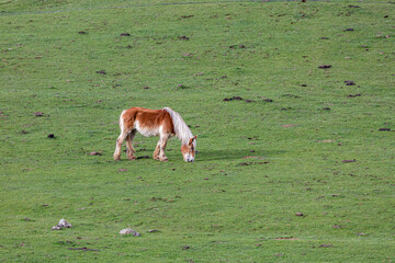 Breton Hispanic horse feeding on grass in the meadow.