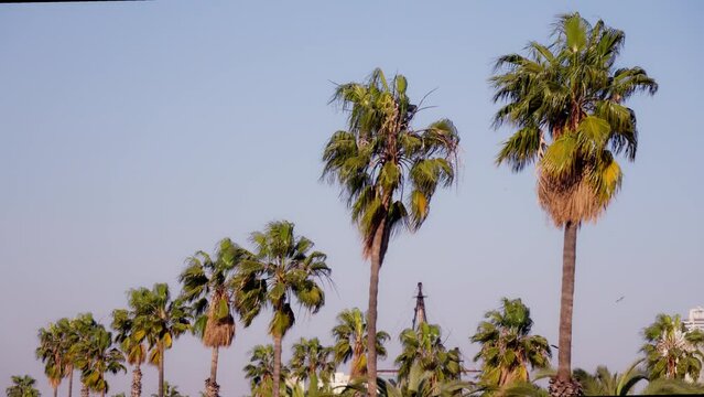Palm trees in a row on the street against the sky