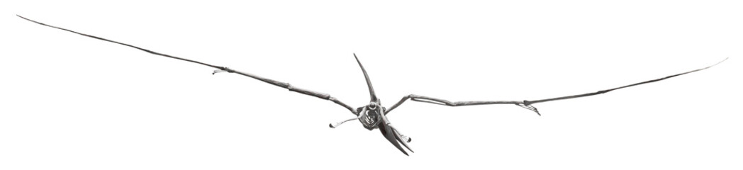 Isolated PNG cutout of a pteranodon skeleton, this dinosaur image is on a transparent background, ideal for photobashing, matte-painting, concept art © NomadPhotoReference