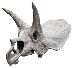 isolated, png, cutout, triceratops, skull, dinosaur, skeleton, transparent background, isolate, cut, out, cut-out, transparent, background, no background, white background, photobash, photobashing, ma © NomadPhotoReference