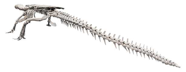 Isolated PNG cutout of a sarcosuchus imperator skeleton, this dinosaur image is on a transparent background, ideal for photobashing, matte-painting, concept art