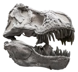 Fotobehang Dinosaurussen Isolated PNG cutout of a tyrannosaurus rex skull, this dinosaur image is on a transparent background, ideal for photobashing, matte-painting, concept art  © NomadPhotoReference