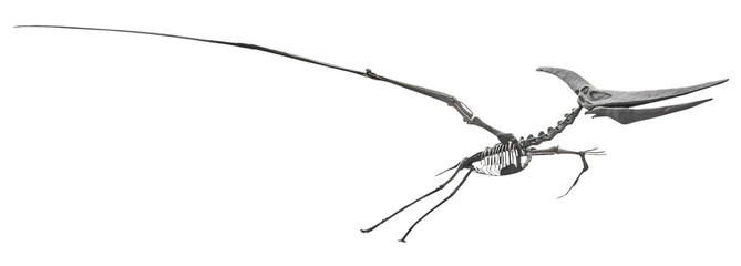 Isolated PNG cutout of a pteranodon skeleton, this dinosaur image is on a transparent background, ideal for photobashing, matte-painting, concept art © NomadPhotoReference