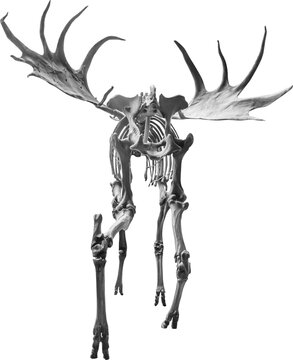 Isolated PNG cutout of a megaloceros giganteus skeleton, this dinosaur image is on a transparent background, ideal for photobashing, matte-painting, concept art