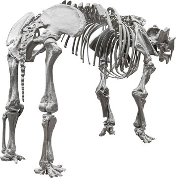 Isolated PNG cutout of a tinoceras skeleton, this dinosaur image is on a transparent background, ideal for photobashing, matte-painting, concept art