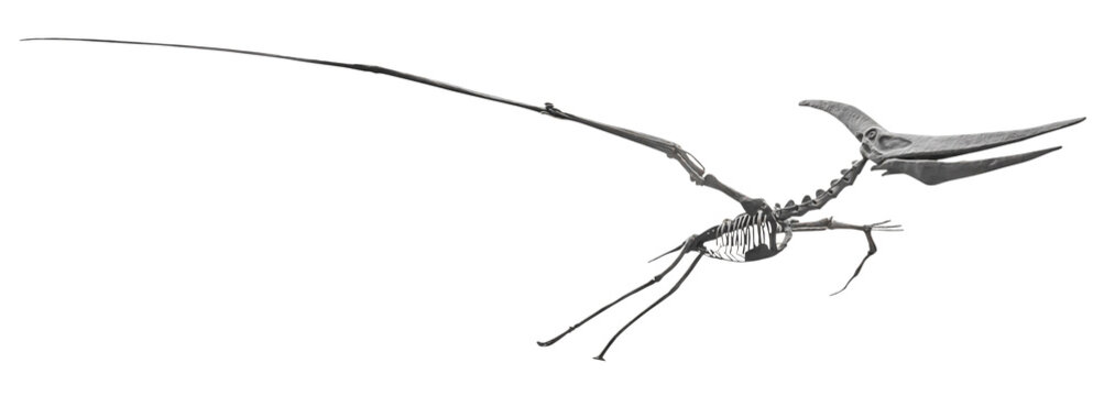 Isolated PNG cutout of a pteranodon skeleton, this dinosaur image is on a transparent background, ideal for photobashing, matte-painting, concept art