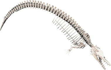 Isolated PNG cutout of a cynthiacetus skeleton, this dinosaur image is on a transparent background, ideal for photobashing, matte-painting, concept art © NomadPhotoReference