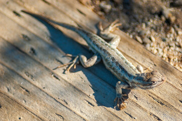 Lizard Sun Bathing on a Piece of Wood at Mono Lake