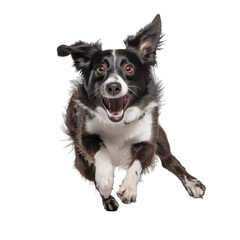 happy dog jumping, transparent background png