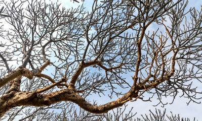 Frangipani tree without leaves on a blue sky background