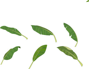 Set of green leaves isolated on white background