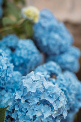 Beautiful hydrangea flowers. Flowering bush. Blue flowers with dew drops.