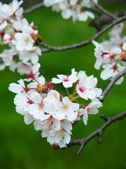 放水路土手の開花した桜の花　放水路土手背景