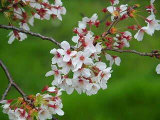 Fototapeta na wymiar 放水路土手の開花した桜の花　放水路土手背景