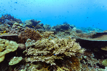 Fototapeta na wymiar Beautiful underwater corals of the Andaman Sea in Thailand.