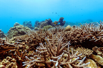 Beautiful underwater corals of the Andaman Sea in Thailand. - 584568357