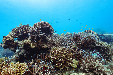 Beautiful underwater corals of the Andaman Sea in Thailand.