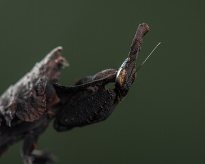 Phyllocrania paradoxa looking in camera. Ghost praying mantis in studio. Creepy black praying mantis looks like an alien. High quality horizontal photo