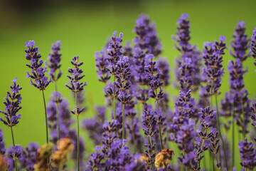 Blooming lavenders in the garden