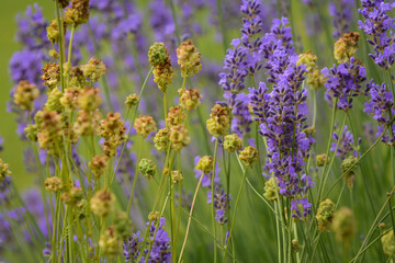 Blooming lavenders in the garden