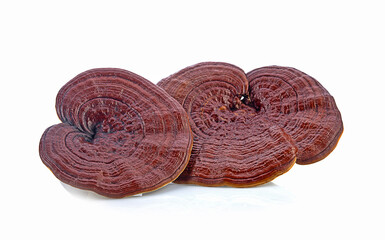 lingzhi mushroom,ganoderma lucidum  on white background,isolated
