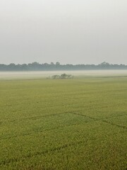 Green rice field in the morning. White fog. Sky and white clouds, green field, farmland.