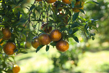 Orange tree, an important agricultural product that used for both the juicy fruit pulp and the aromatic peel.